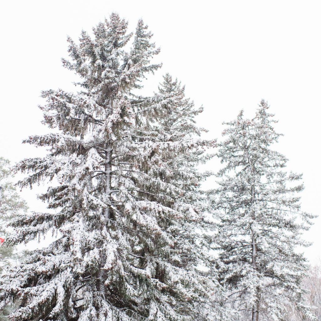 January 16 2021, Winter Snow Covered Trees. Favorite links and items I have found this week and wishing you weekend love.